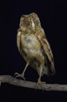 藏品(草鴞)的圖片